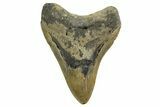 Fossil Megalodon Tooth - North Carolina #331633-1